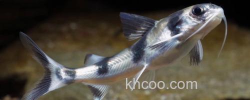 长丝黑鮡是什么鱼？_0