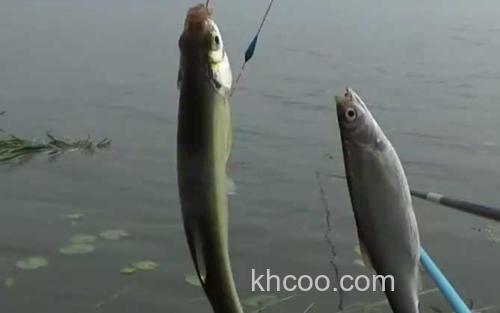 钓白条鱼_0