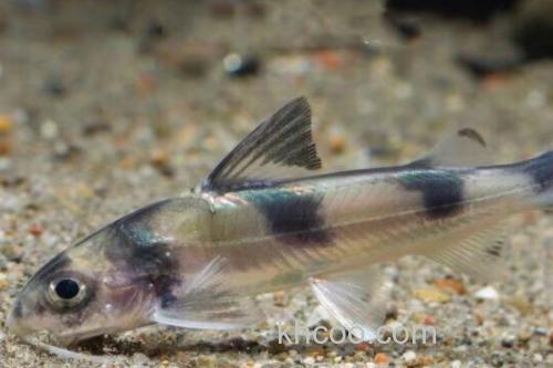 长丝黑鮡是什么鱼？_3