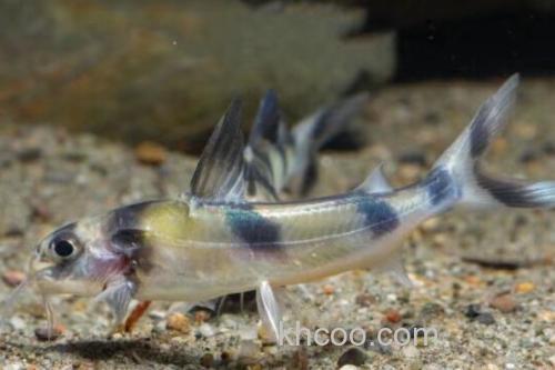 长丝黑鮡是什么鱼？_2