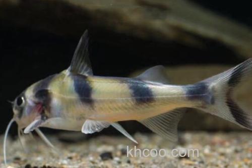 长丝黑鮡是什么鱼？_4