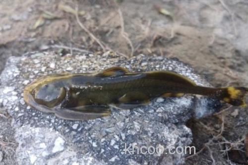 长须石爬鮡是什么鱼？_1