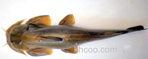 长须石爬鮡是什么鱼？_0