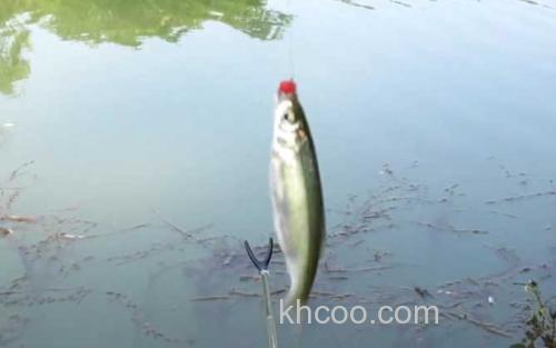 钓白条鱼_3