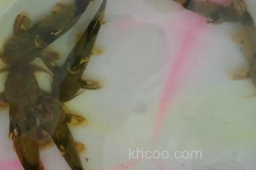 长须石爬鮡是什么鱼？_2