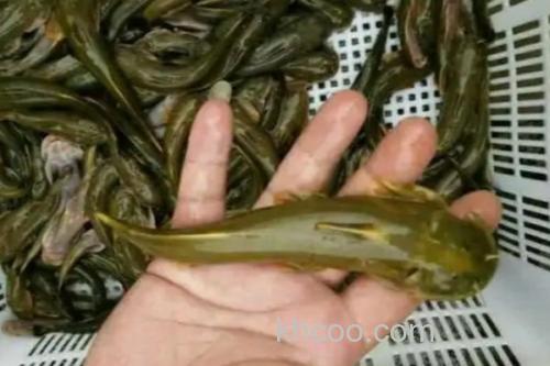 长须石爬鮡是什么鱼？_3