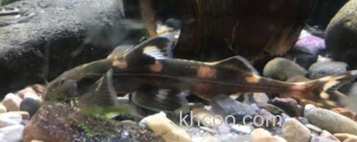 黄斑褶鮡是什么鱼？_0