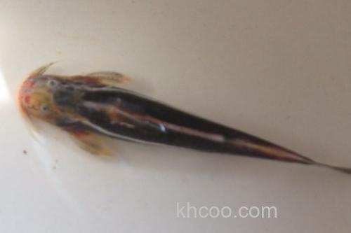 黄斑褶鮡是什么鱼？_1