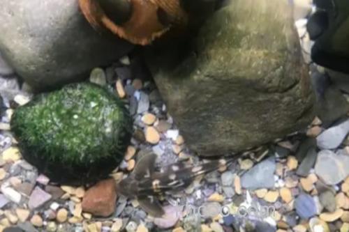 黄斑褶鮡是什么鱼？_3