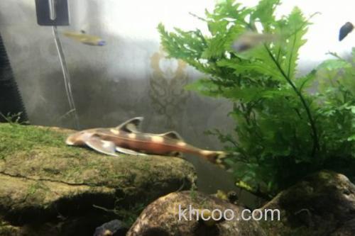 黄斑褶鮡是什么鱼？_2