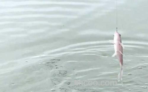 钓白条鱼_3