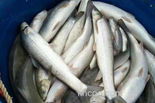 大鳞鲃是什么鱼？_3