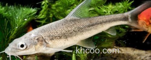 大鳞鲃是什么鱼？_0