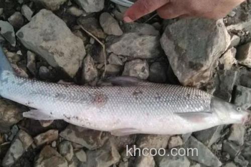 大鳞鲃是什么鱼？_1