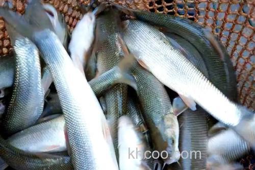 大鳞鲃是什么鱼？_2