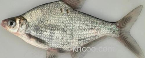鲂鱼是什么鱼？_0
