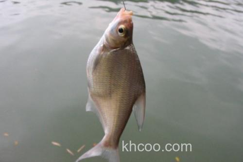 鲂鱼是什么鱼？_1