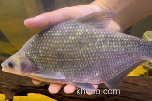 鲂鱼是什么鱼？_2