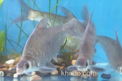 鲂鱼是什么鱼？_3