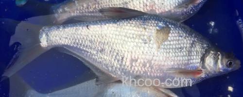 长体鲂是什么鱼？_0