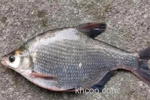 长体鲂是什么鱼？_2