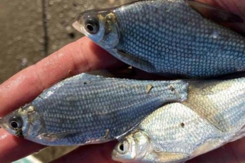 长体鲂是什么鱼？_1