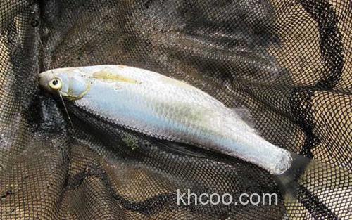 白条鱼_1