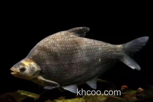 长体鲂是什么鱼？_3