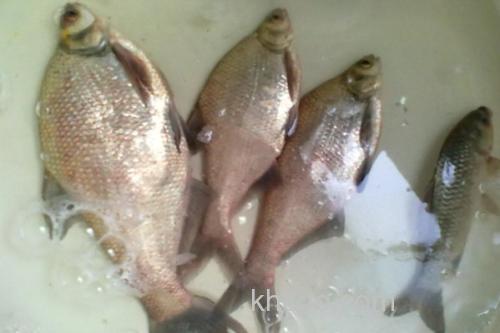 广东鲂是什么鱼？_1