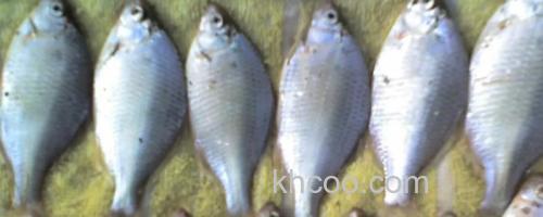 广东鲂是什么鱼？_0