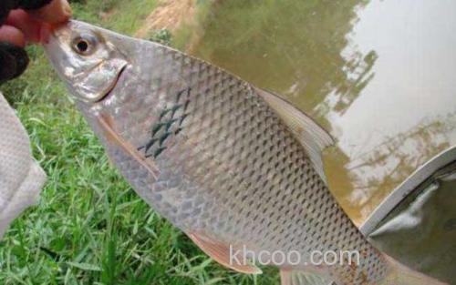 钓土鲮鱼_3