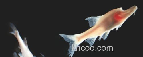 裸腹盲鲃是什么鱼？_0