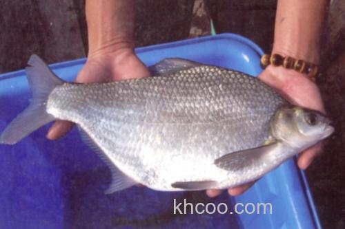 广东鲂是什么鱼？_3