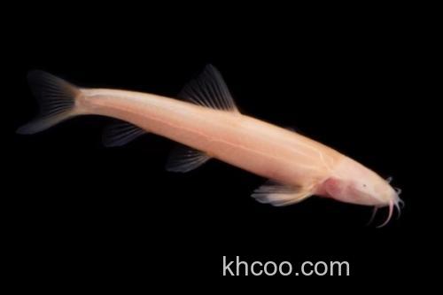 裸腹盲鲃是什么鱼？_1