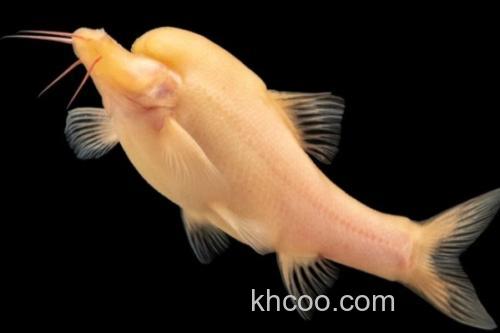 裸腹盲鲃是什么鱼？_2