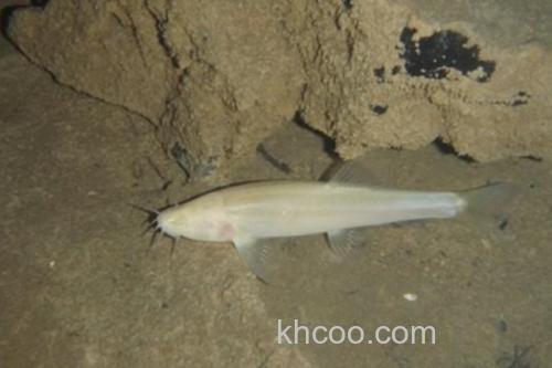 裸腹盲鲃是什么鱼？_3