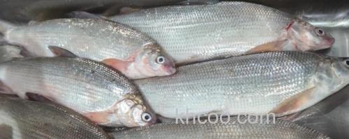 后鳍四须鲃是什么鱼？_0