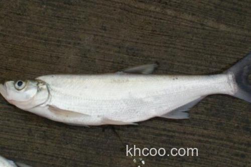 后鳍四须鲃是什么鱼？_1