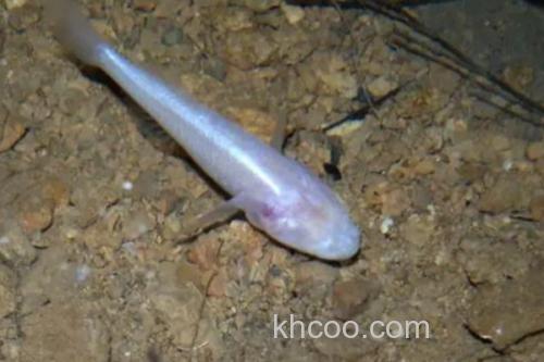 裸腹盲鲃是什么鱼？_4