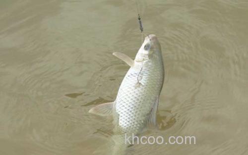 怎么钓土鲮鱼_1