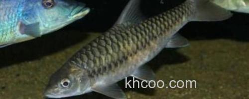 鲂形四须鲃是什么鱼？_0