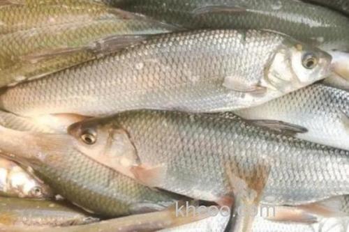 后鳍四须鲃是什么鱼？_3