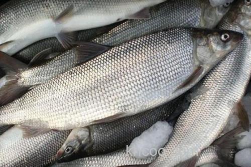 后鳍四须鲃是什么鱼？_2