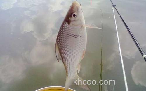 怎么钓土鲮鱼_4