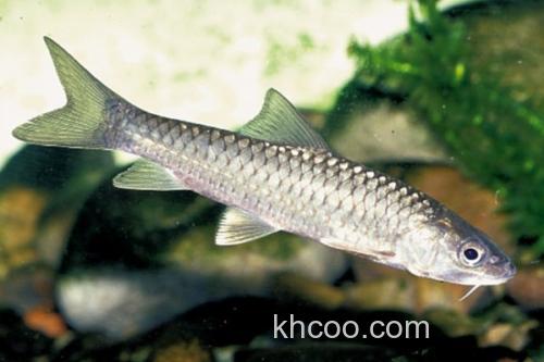 鲂形四须鲃是什么鱼？_3