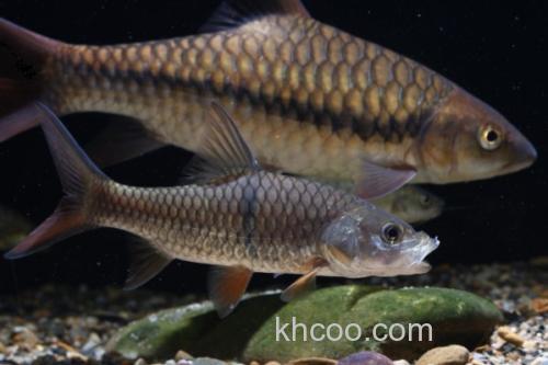 鲂形四须鲃是什么鱼？_1