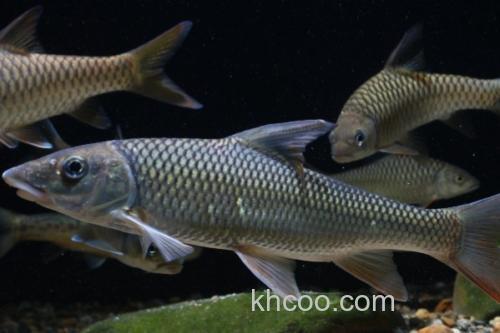 鲂形四须鲃是什么鱼？_2