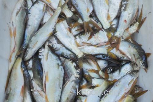 长须短吻鱼是什么鱼？_1