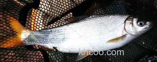 长须短吻鱼是什么鱼？_0