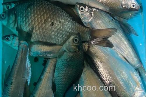 长须短吻鱼是什么鱼？_3